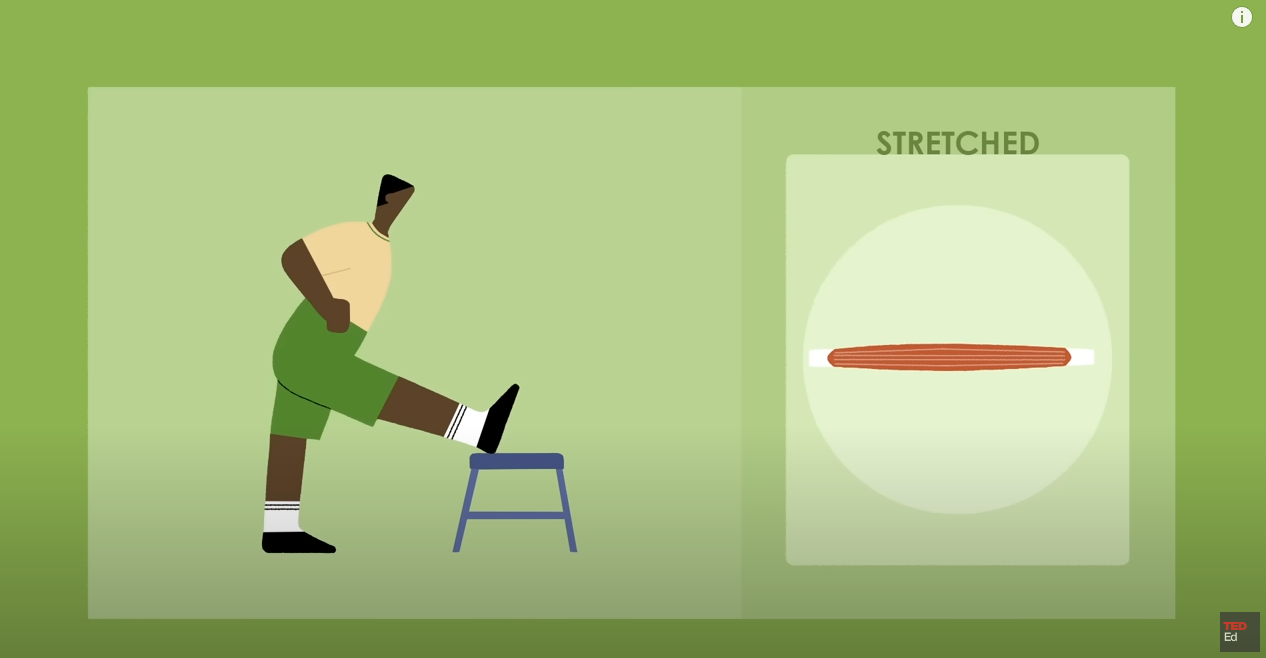 Load video: Stretching education video